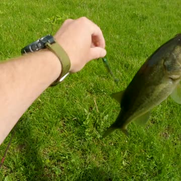 Back to Back Largemouth Bass Fishing a Z-Man Slim SwimZ
