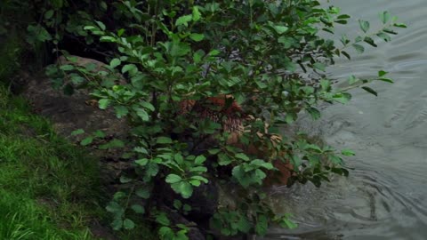 Brown bear bear nature