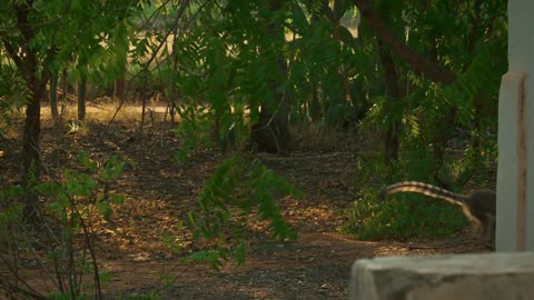 A Lost Lemur Catches a Break to Reunite with his Troop 🌴 Gangs of Lemur Island Smithsonian Channel