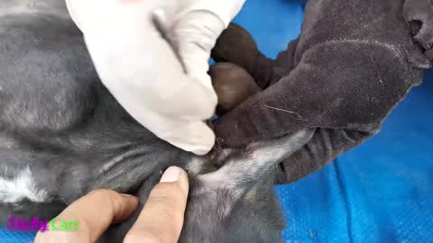 Removing All Ticks From Dog - Dog Ticks Removing Clip - Ticks Removal Videos - 2022