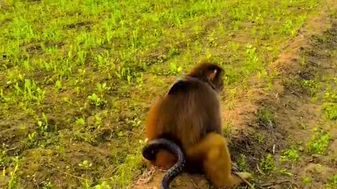 What's the connection between the monkey and the snake, still trying to understand