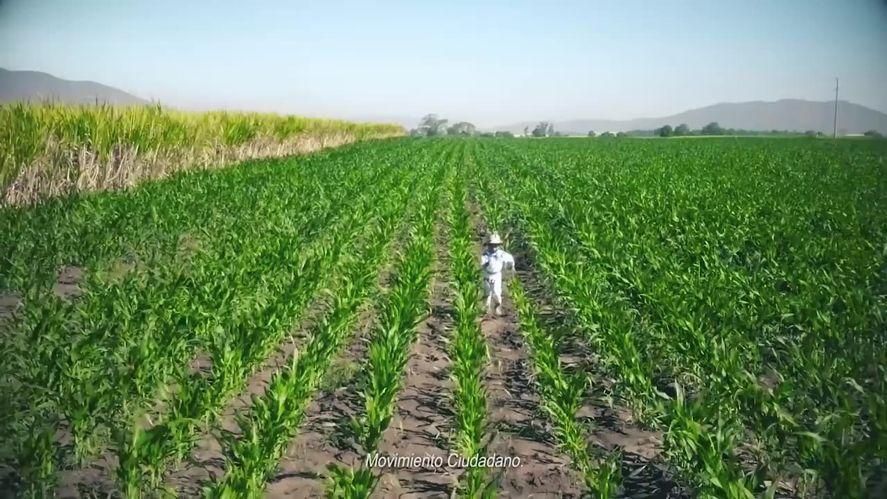 Movimiento Naranja - Yuawi - Movimiento Ciudadano