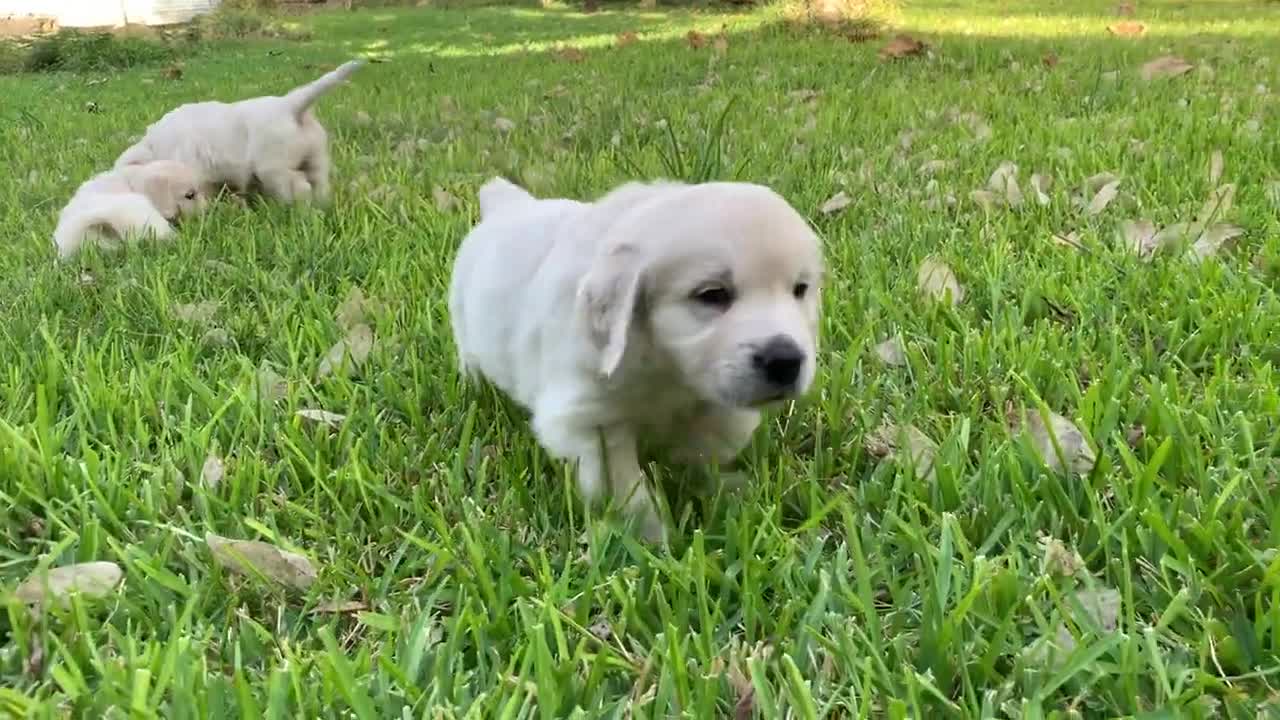 Puppies at Evan's yard