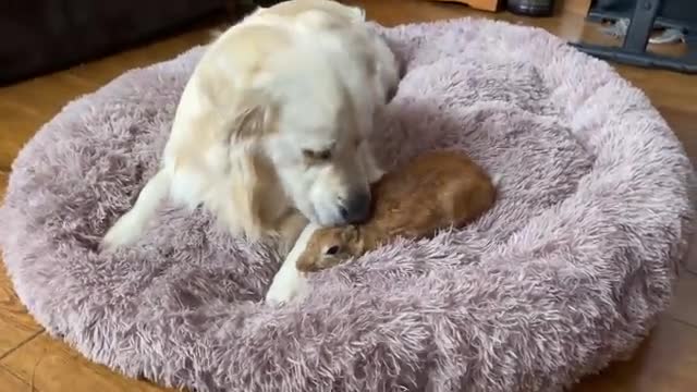 My Dog's Reaction When His Bed Was Taken Away [by Rabbits]