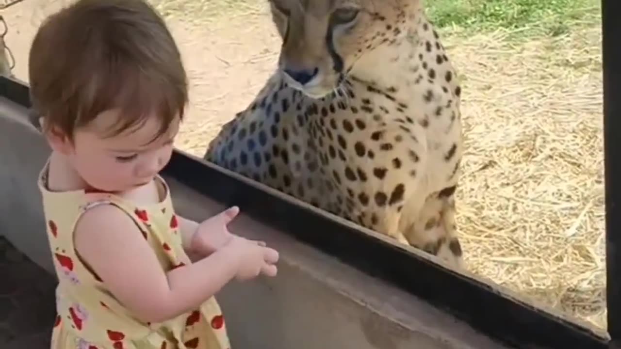 Cheetah Scared By Little Girl😱