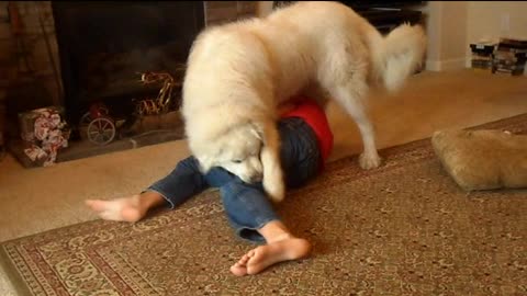 Great Pyrenees Dog Chases Down Young Boy For Her Prey