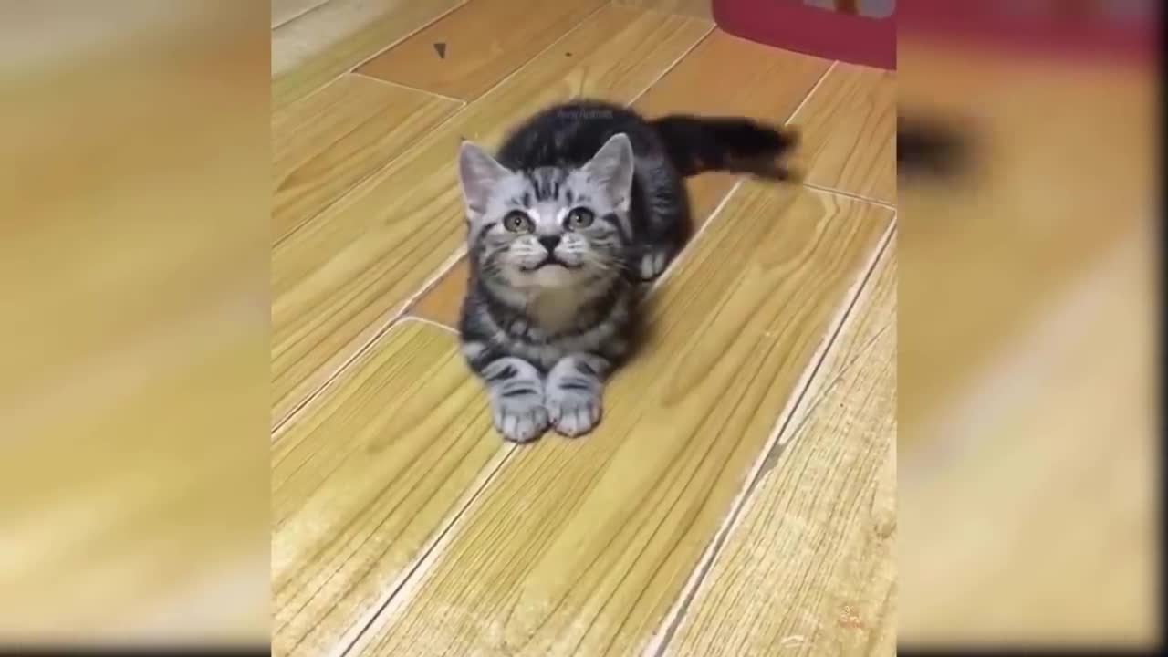 Baby Cats - Cute and Funny Baby Cat Videos Compilation #12