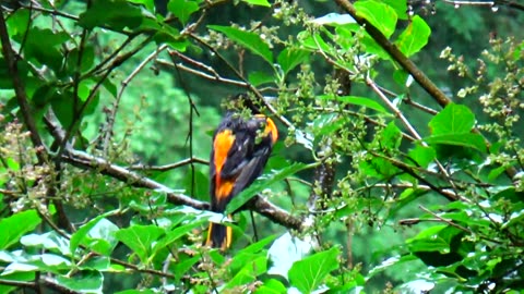 Oriole