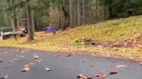 Try not to laugh! Funny animals! Hahaha