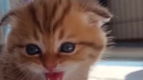 Cute cats