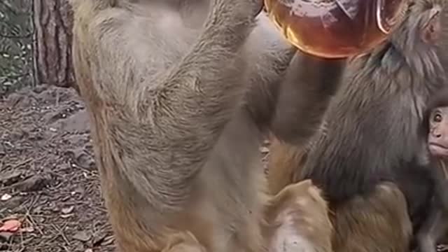 Drinking monkey