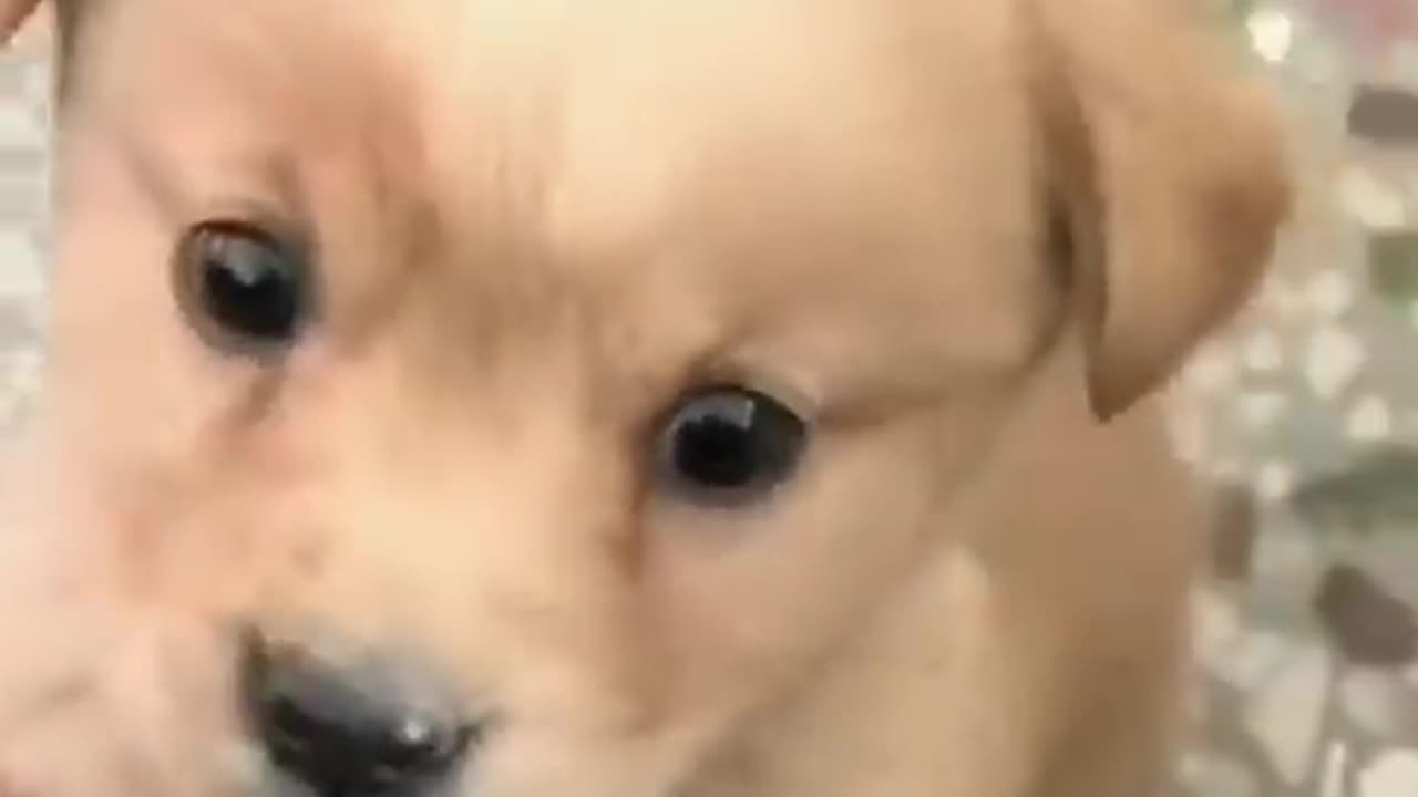 Baby Dog#Cute Papy#Crying video