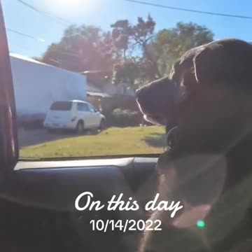 Milo in the car riding back seat