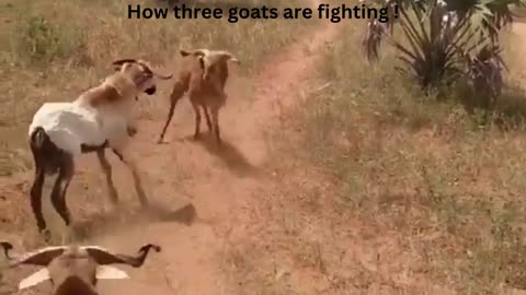 How three goats are fighting !