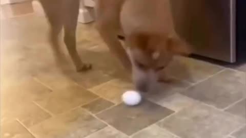 Omg😱 Dog 🐶🐶 VS Egg 🥚🥚🥚