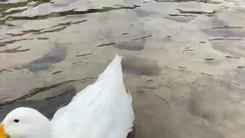 Duck swimming