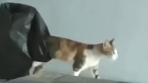 2023 best animal funny moments 😂😂😂😂