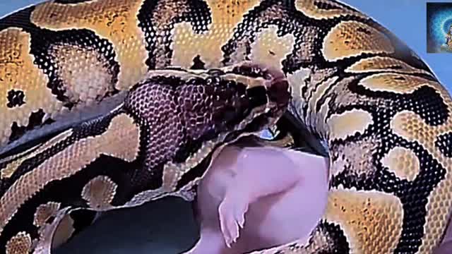 A big snake eat a poor little rat