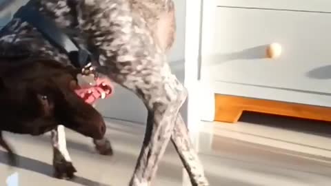 I'm gonna get that collar yet!