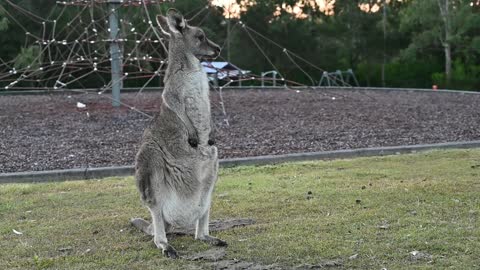 Adorable Joey Pokes Head Out of Mom's Pouch