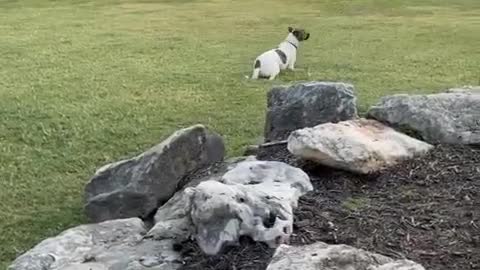 Rescued fawn runs right over to playful doggy