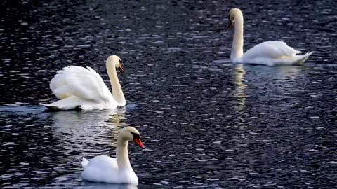 swan-water-bird-plumage-water-bird