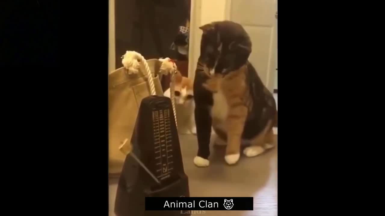 Funny Animals ( 2023 )