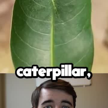 The Baron Caterpillar