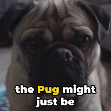 Pug Life: The Adorable Truth