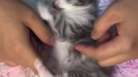 "Giggles Galore: The Hilarious Adventures of a Laughing Kitten"
