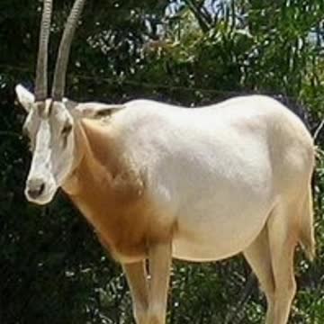 Did You Know? The Scimitar-Horned Oryx || FACTS || TRIVIA
