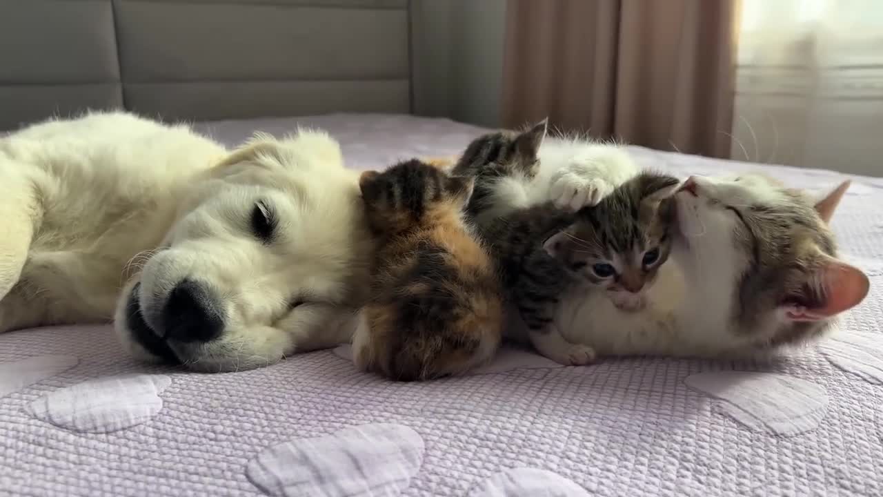 Golden Retriever And Baby Kitten