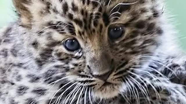 Animals that will soon become extinct 😢