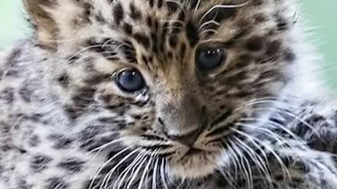 Animals that will soon become extinct 😢