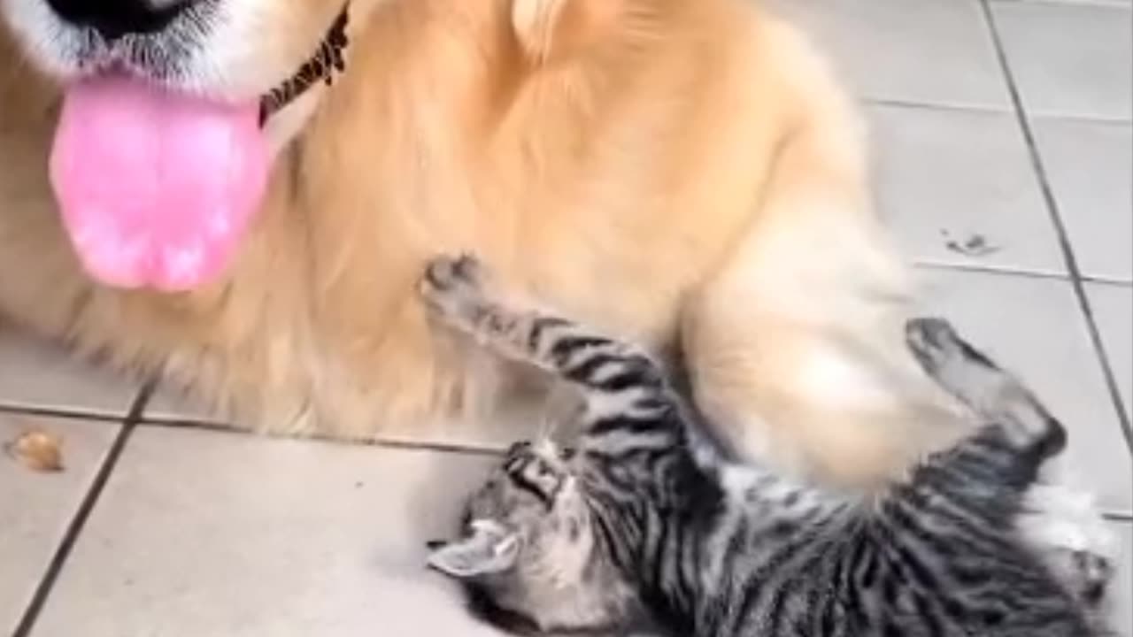 Big bro and smol sis dog and cat funny 🥺😱