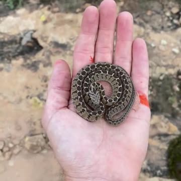 COOL AND CALMLY PLAYING ON THE EDGE