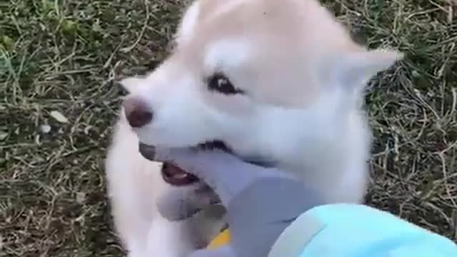 funny & cute animals