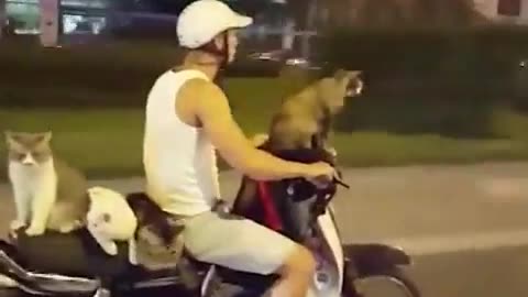 Cats are on a ride,