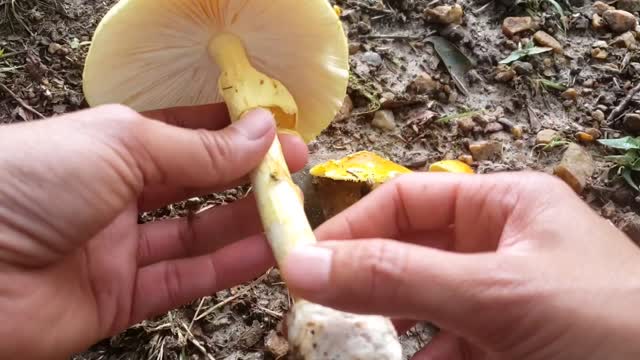 How to identify Green russula and Amanita jacksonii for beginners