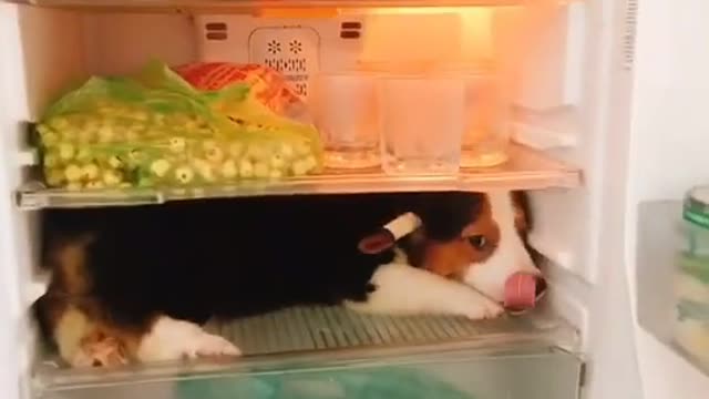 The dog hides in the refrigerator to avoid the heat