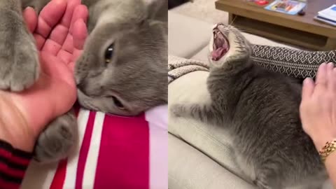 Cute and funny cat video