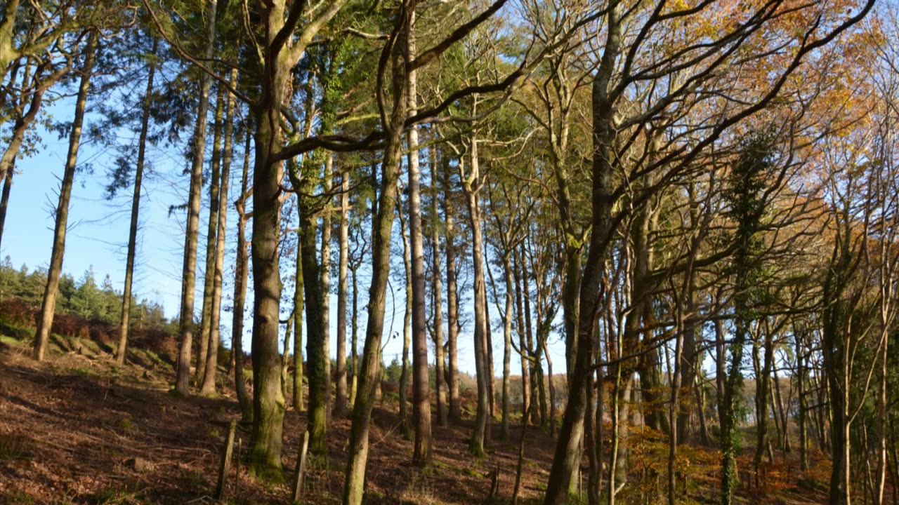 Walk up the River Plym Plymouth Devon Britain.