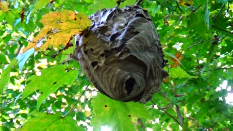 Wasp Nest