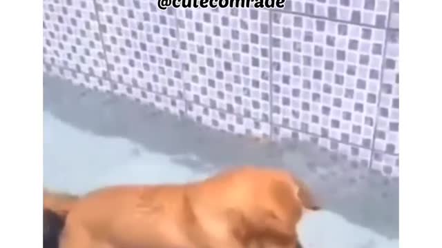 Funny dog 🐕 try not o laugh