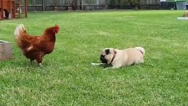 Pug desperately tries to make a chicken play with him