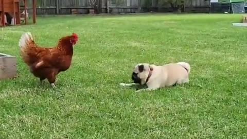 Pug desperately tries to make a chicken play with him