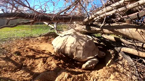 Tortoise Laying Eggs-2