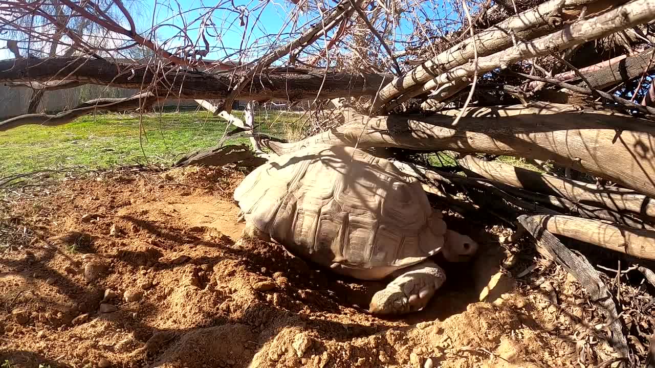 Tortoise Laying Eggs-2