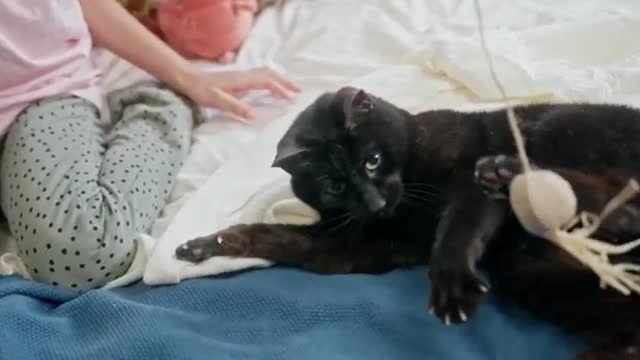 lovely cute cat fighting short video