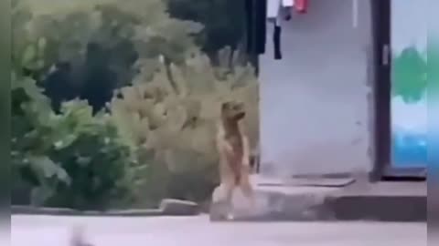 funny animals videos